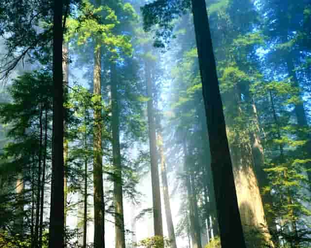 鼻子外伤缝针评上残疾