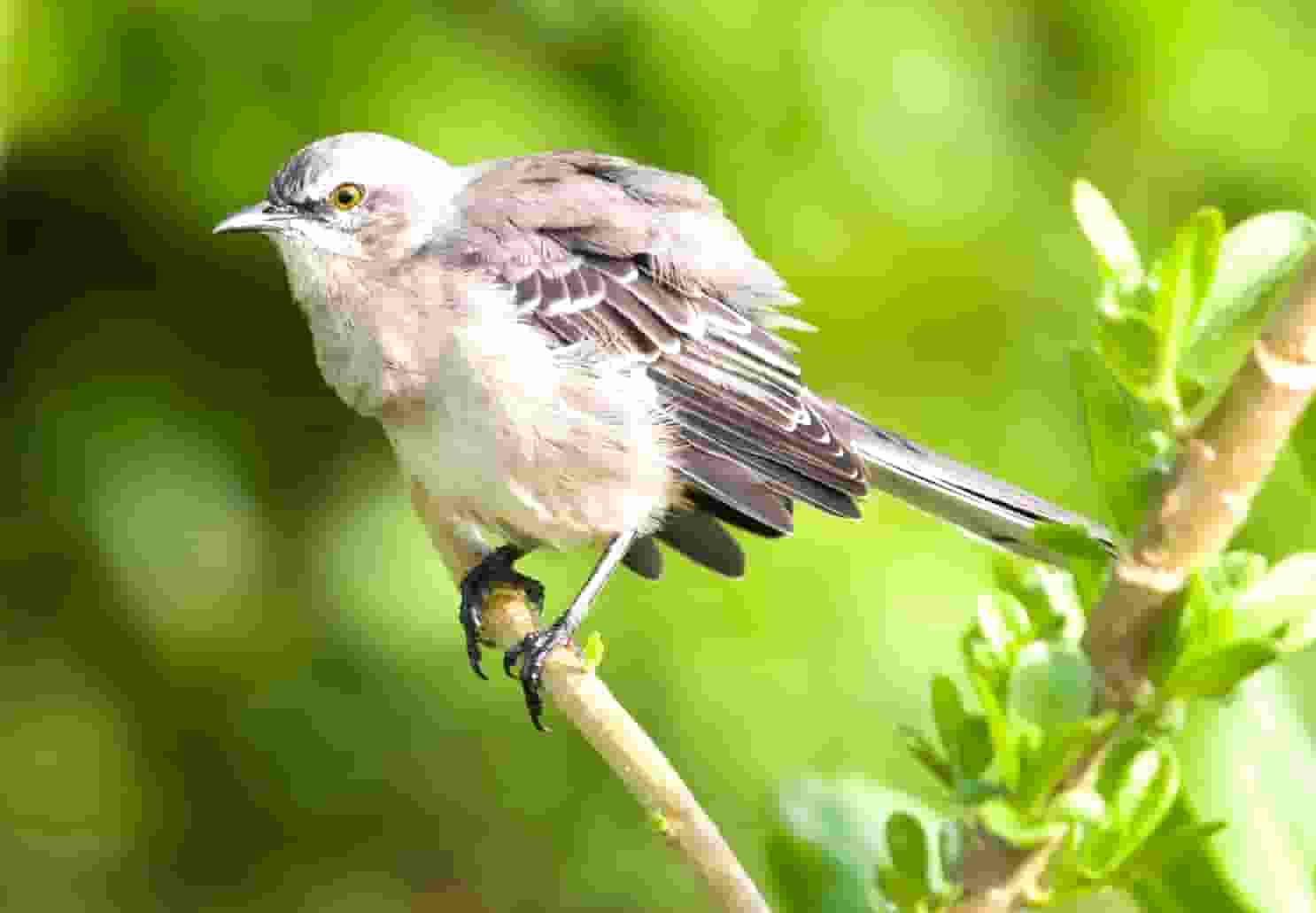 狗狗不吃饭？这个问题找袖虎！