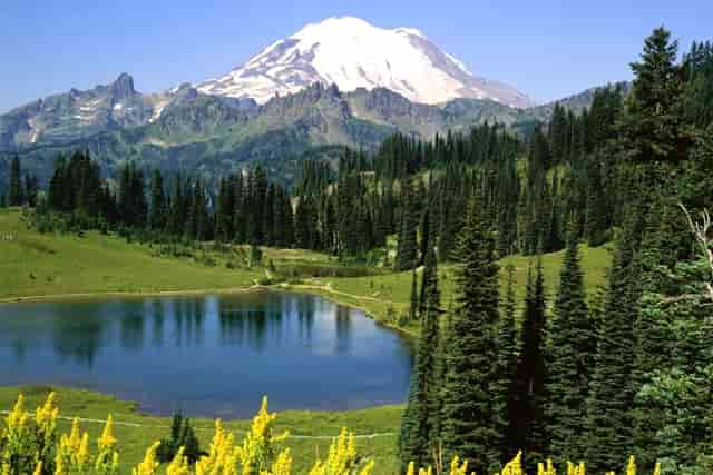 袖虎病猫攻略：猫咪常见骨骼疾病