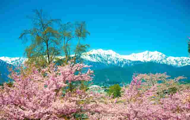 袖虎病狗攻略：犬瘟热是怎么回事