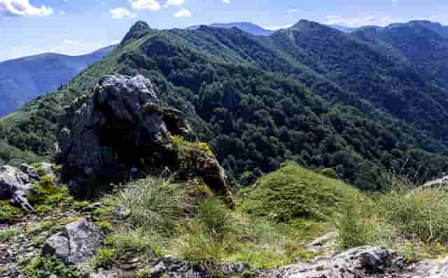 袖虎病猫攻略：猫患上尿结石怎么办