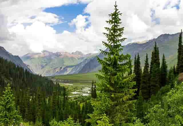 检测汽车排放的(路上汽车检测排放超标)