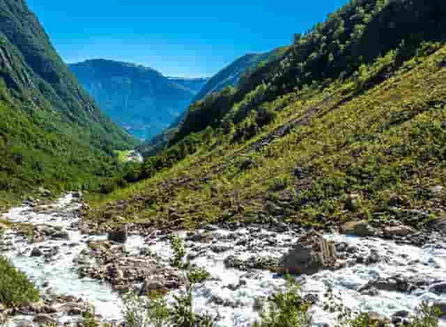 袖虎病猫攻略：猫猫的心丝虫病